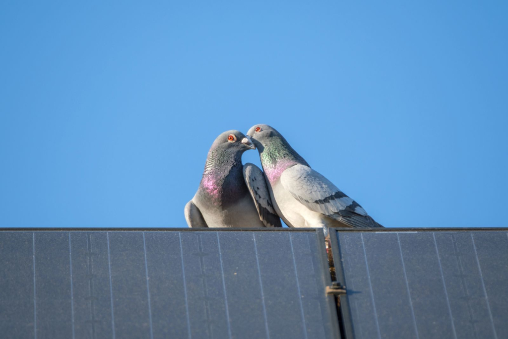 two pigeons by solar panels